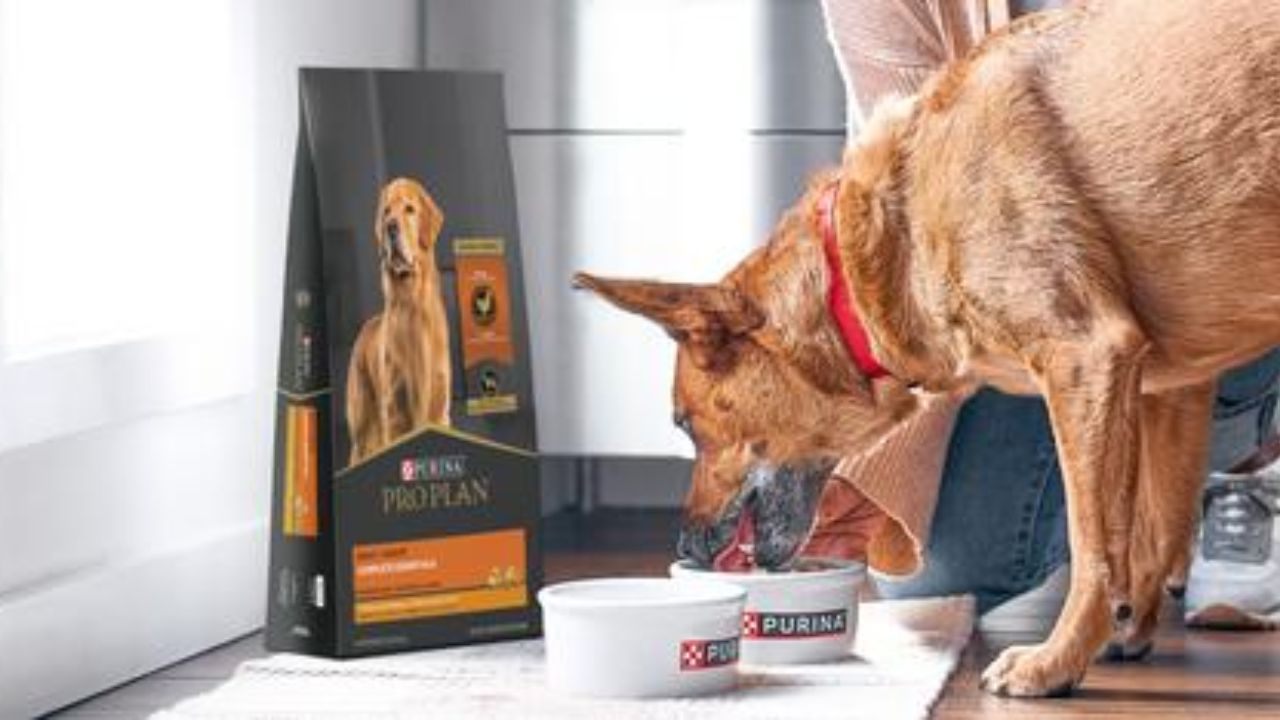 Learn How to Request a Free Purina Pet Food Sample
