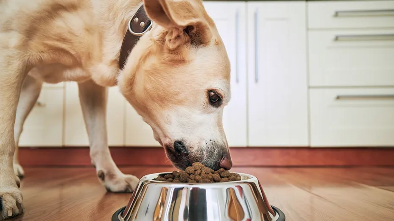 Learn How to Request a Free Purina Pet Food Sample