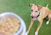 Learn How to Request a Free Purina Pet Food Sample