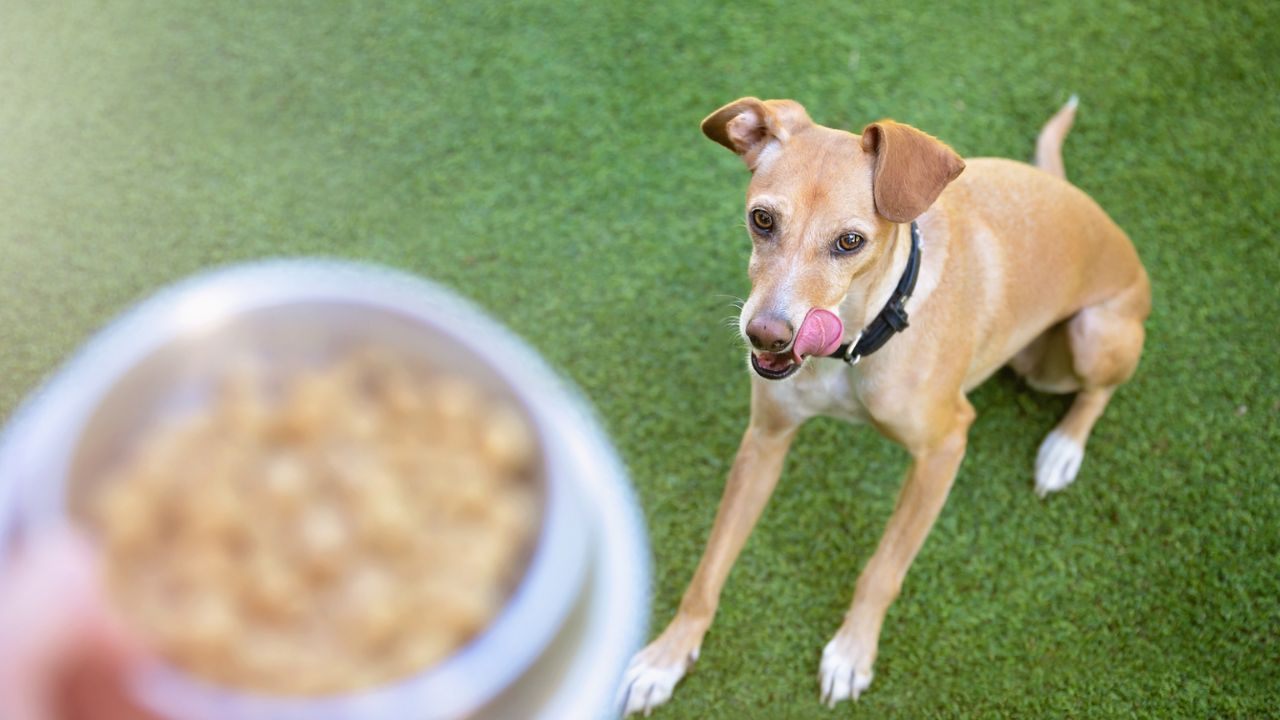 Learn How to Request a Free Purina Pet Food Sample