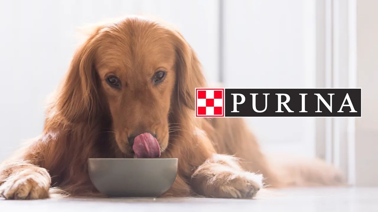 Learn How to Request a Free Purina Pet Food Sample